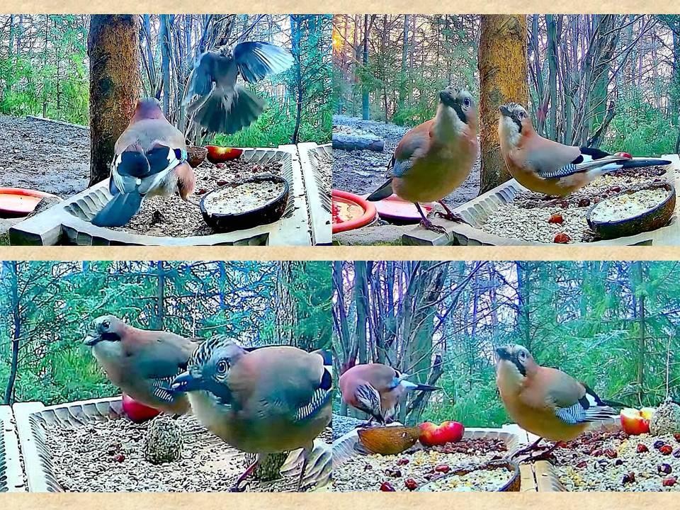 livebirdspoland_7b887dbd1fc8e79984bcf82bff40df60.jpg