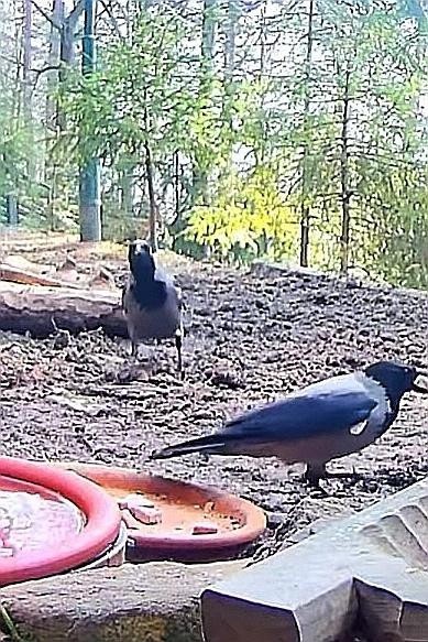 livebirdspoland_f5867f56af5dd0d91e072dfd9d682656.jpg