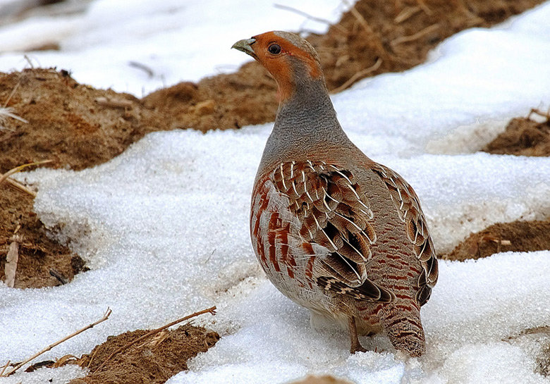 livebirdspoland_760b823b9a46cf212648af5c89e8df9f.png