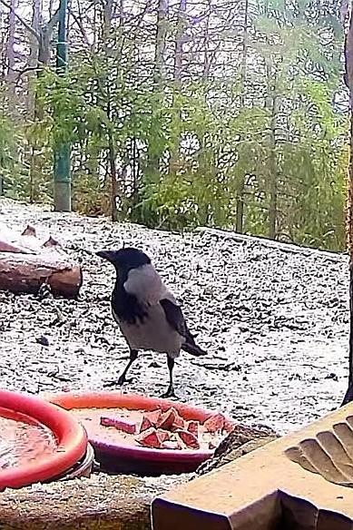 livebirdspoland_14526443f4ba9340b252db213b78f89c.jpg