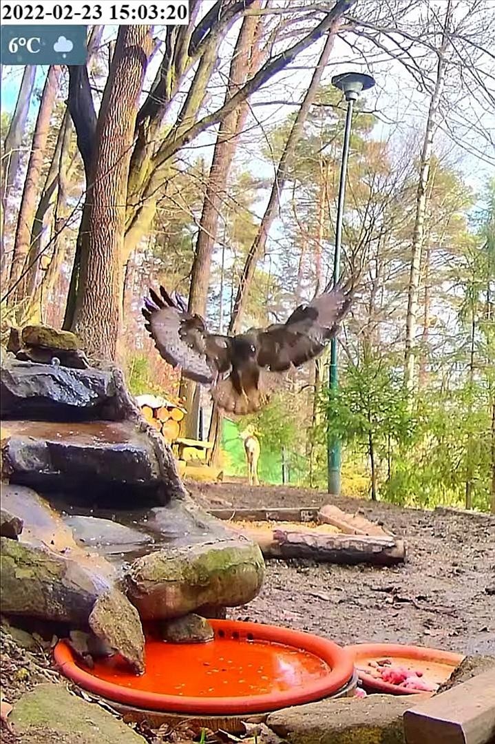 livebirdspoland_95e520e4162c331b9474c44b73743f8e.jpg