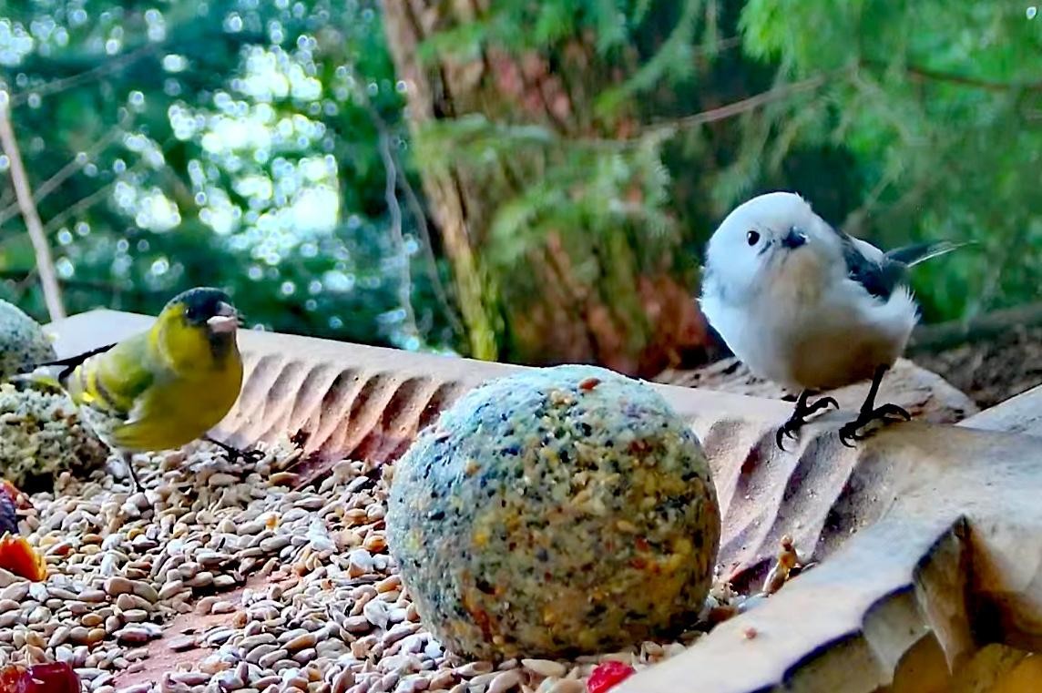 livebirdspoland_f9407ff2c0ce3d5f3ec841e9eeadce26.jpg