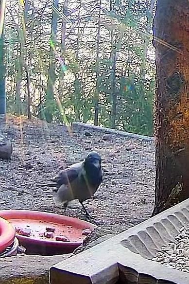 livebirdspoland_df3ee413968dfe6483e28564c8c8c125.jpg