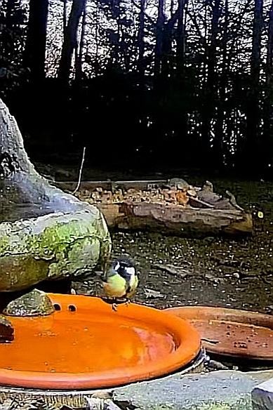 livebirdspoland_2f0b218faca814e94286771ecbc0c743.jpg