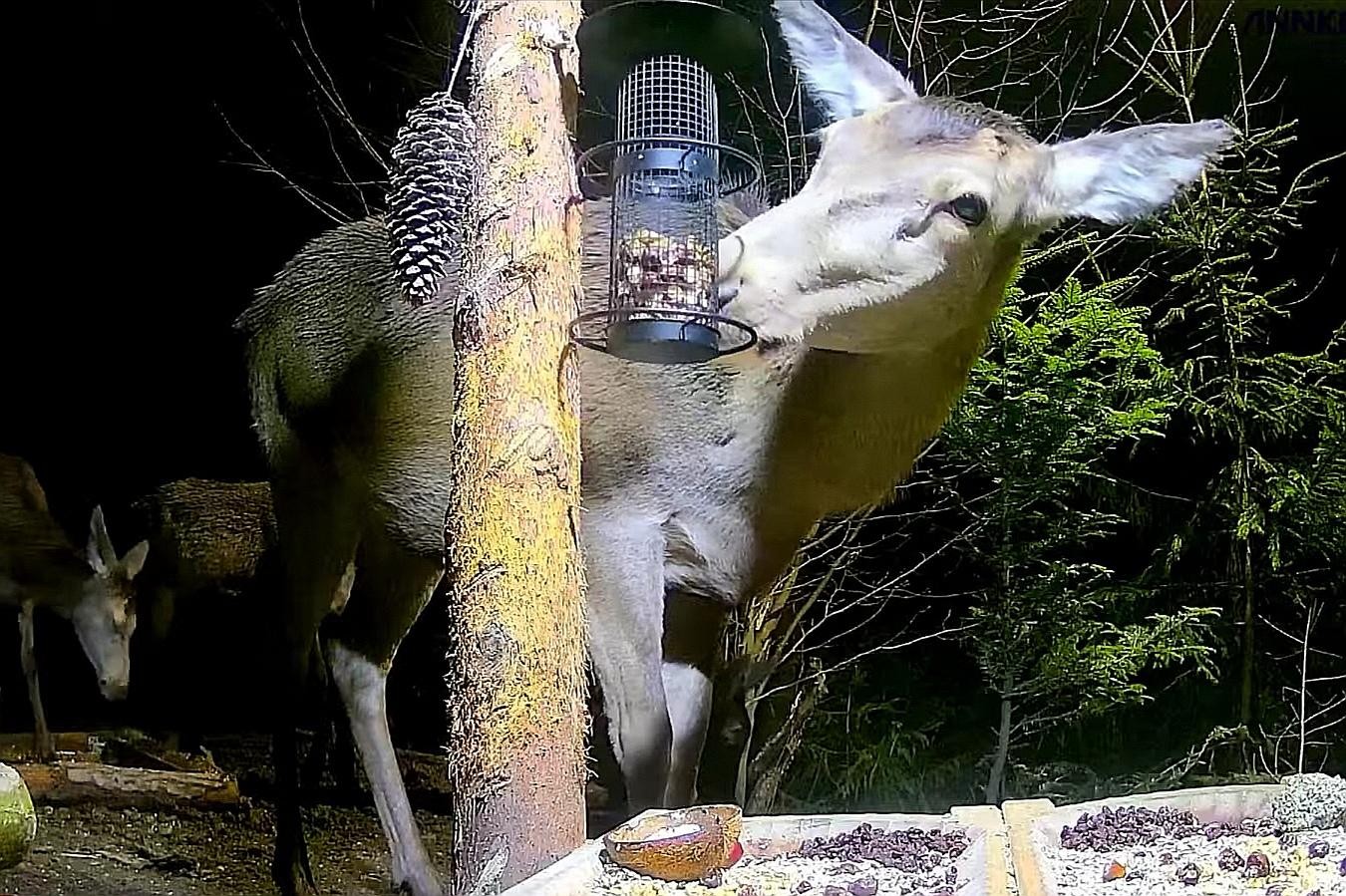 livebirdspoland_58300593b80e670f5f29381da0d1fd9f.jpg