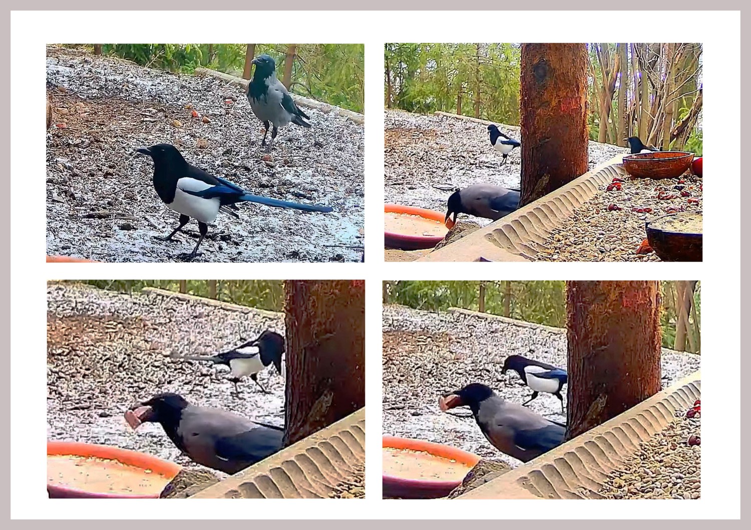 livebirdspoland_7546c9ebb100dfeb048f320ce72057ea.jpg