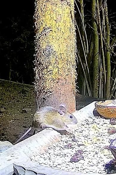 livebirdspoland_48ba0a53cc730ebe62c9a4e851b9fbf3.jpg