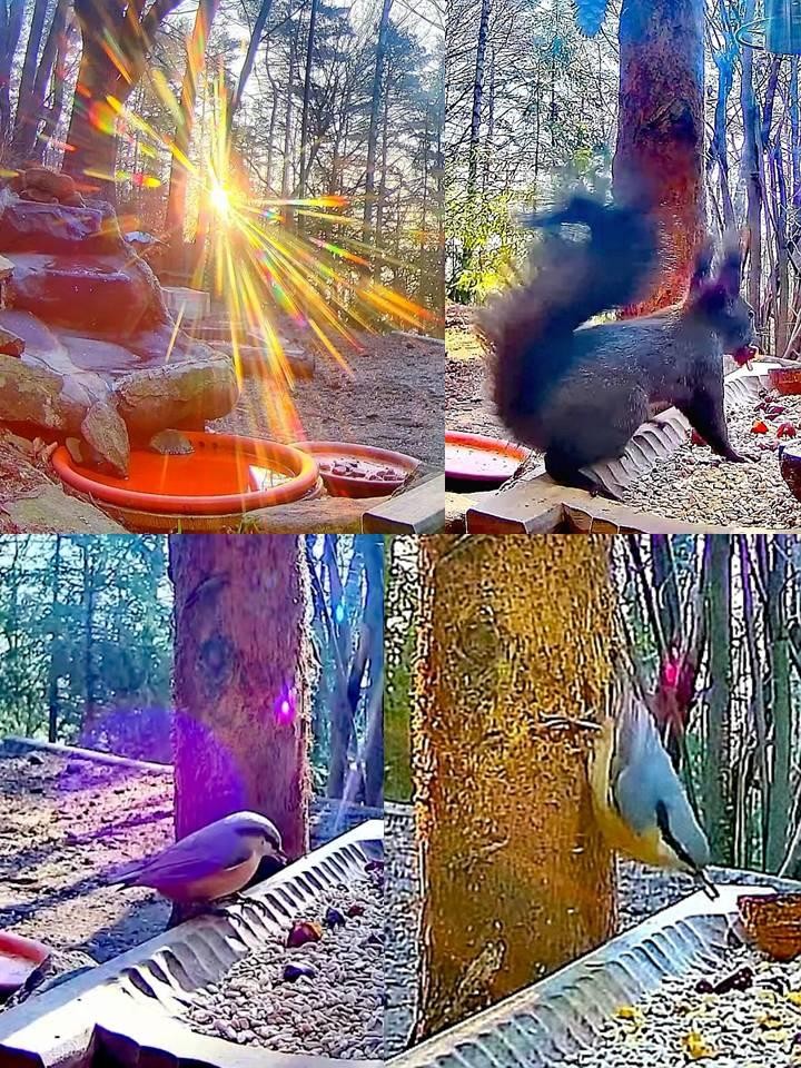 livebirdspoland_ab90b44e7c6284a3aa3b2fbf56dd620c.jpg