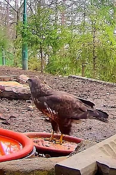 livebirdspoland_c5b0e2bd805c14695694b30996719040.jpg