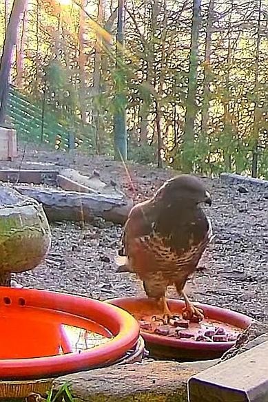 livebirdspoland_b7c6d60908e1f5aaf4c038ab5ad1116d.jpg