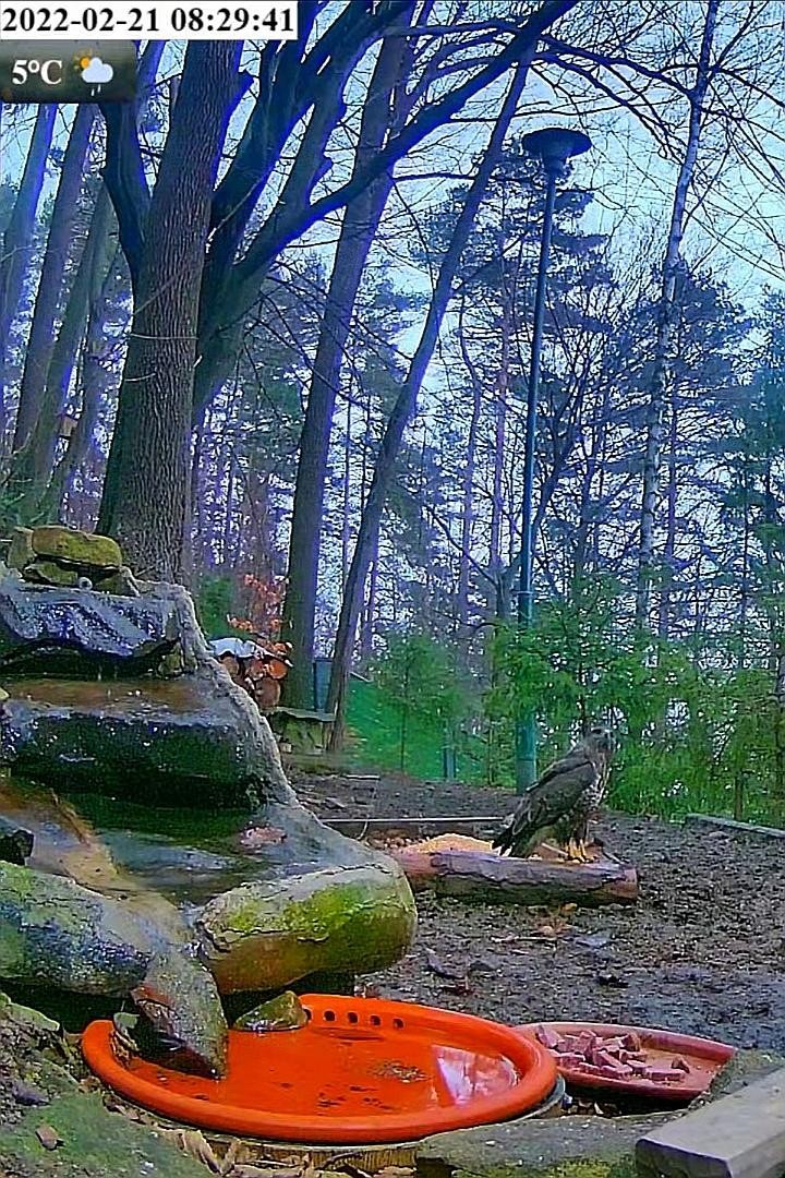 livebirdspoland_e684b00b812837e48cd0d509eaba0274.jpg