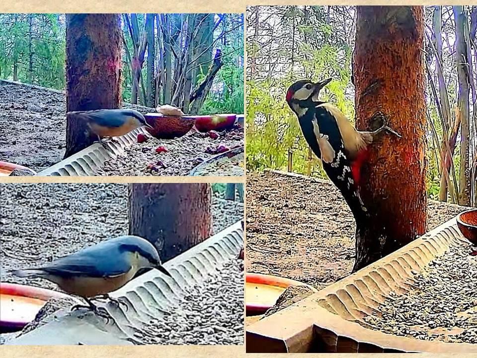 livebirdspoland_7fc2d40635c99af0bae5519d7ed99d1a.jpg