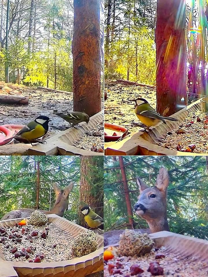 livebirdspoland_9b4e3fa5af023a6f8a8132689aea01a4.jpg