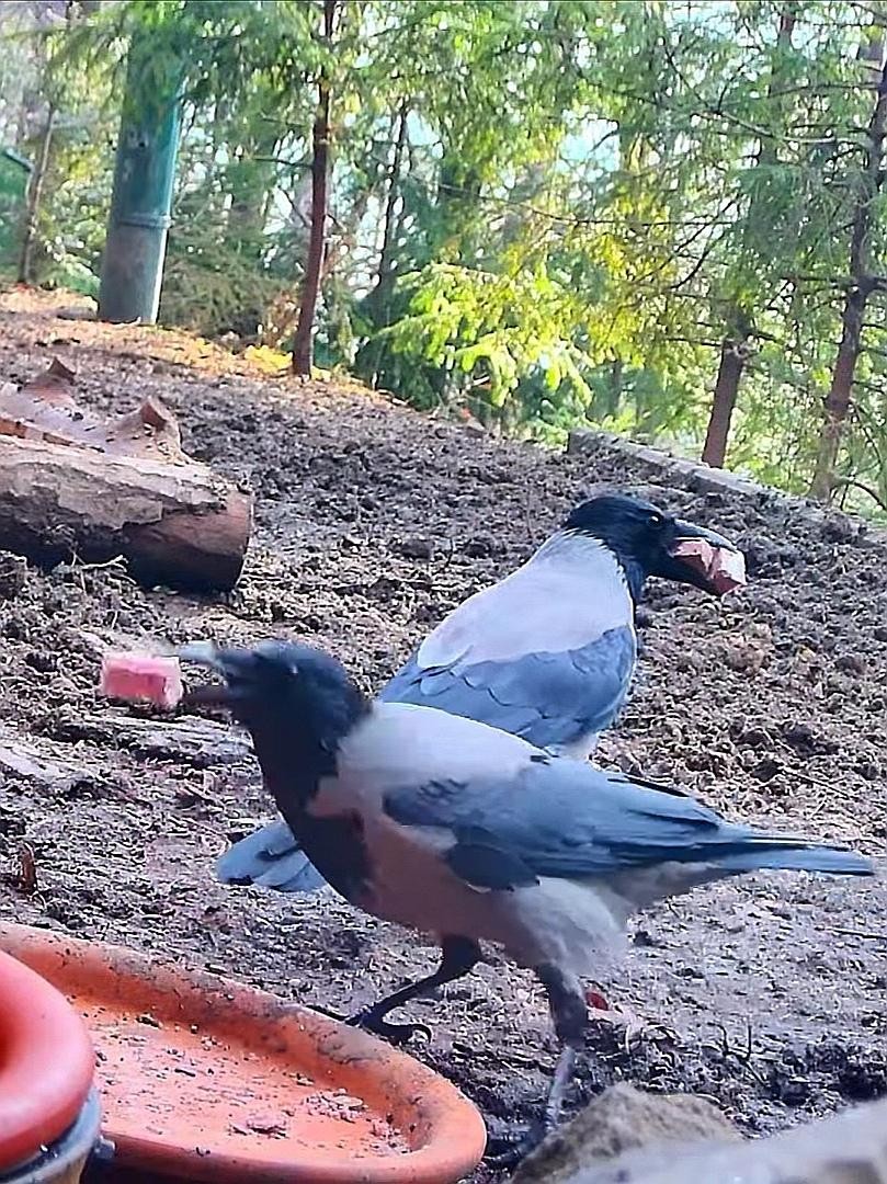 livebirdspoland_9dcdccfcad221367f1fd5c8892950254.jpg