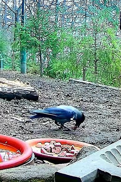 livebirdspoland_b4ce8964b24619a96ffcdf7fed8afc0c.jpg