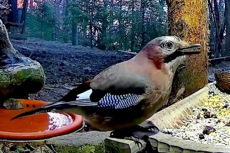 livebirdspoland_62decb33629f8e6bf77007f22b67a9b8.jpg