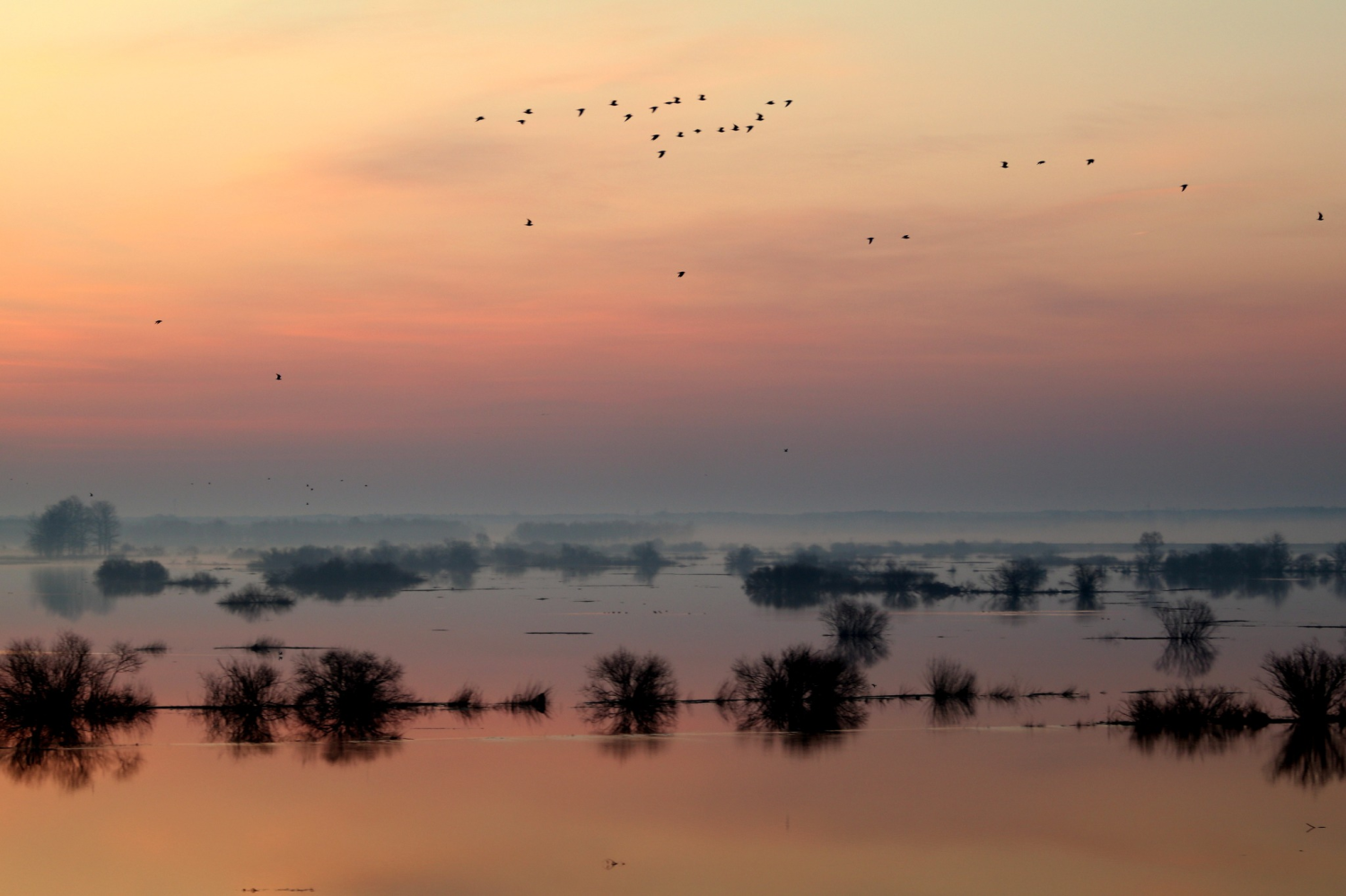 livebirdspoland_79d0c6c592408968d77becf615f3cbda.png