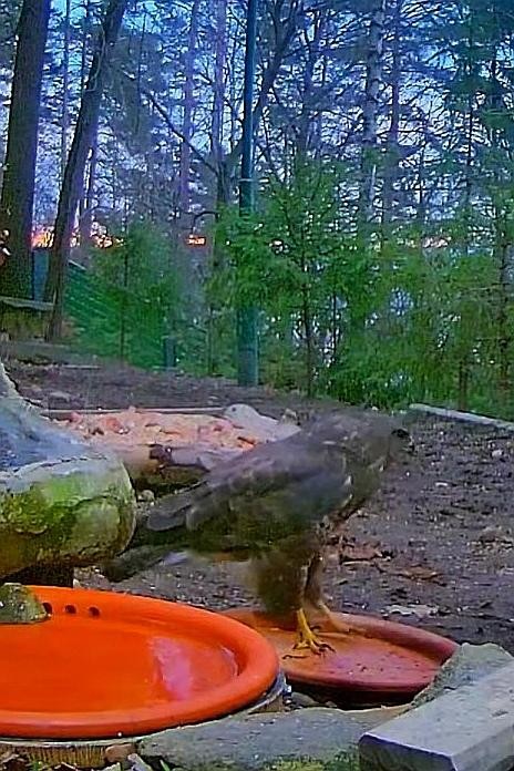 livebirdspoland_33da4c5285bc721286d20e93f1bb4ade.jpg
