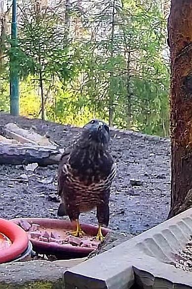 livebirdspoland_befddef365e806f4e296202398a61c3b.jpg