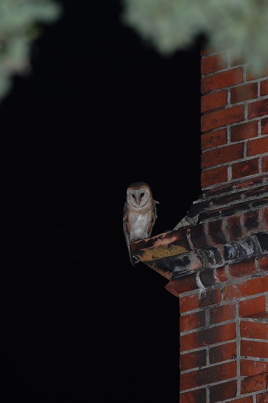 livebirdspoland_629e1f80265945ff3ce3121a82baf67e.png