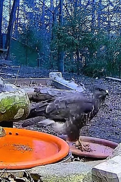 livebirdspoland_b17bb81c6577398f7d4c02a158e9eda9.jpg