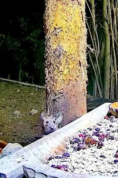 livebirdspoland_f0527615d41c920e98513639b2929c34.jpg