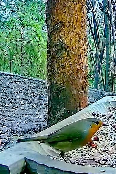 livebirdspoland_2f7cf2755734aa3dc1a094f26cf85cc4.jpg