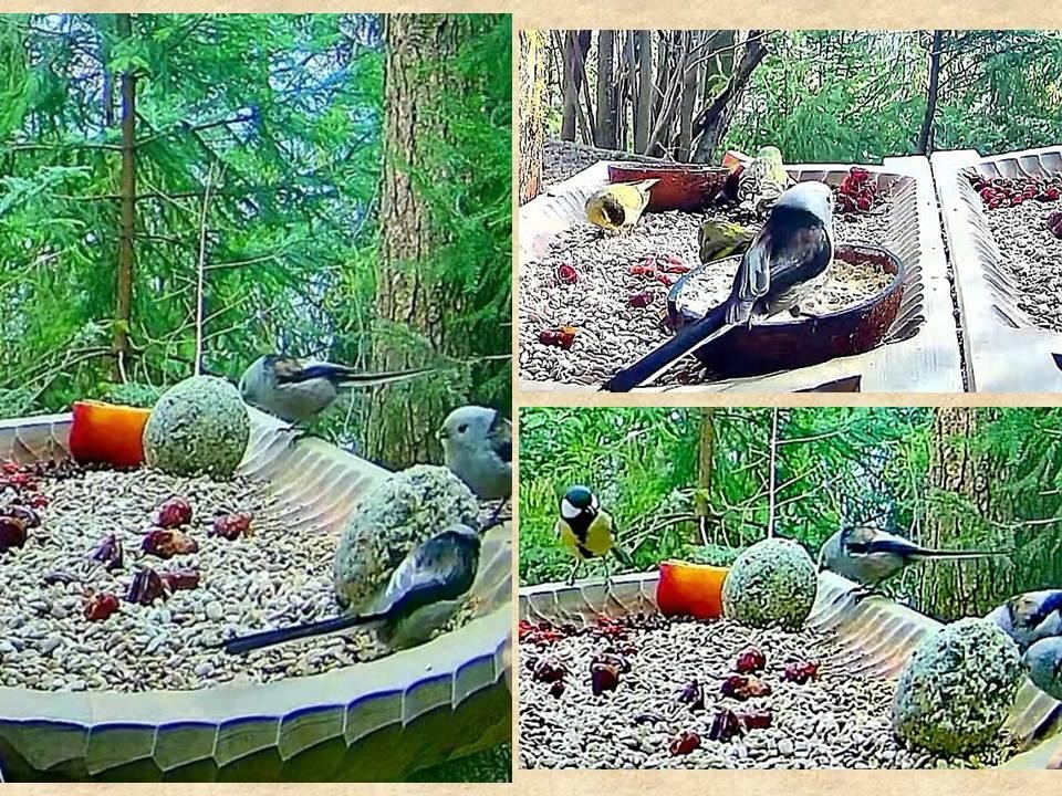 livebirdspoland_ddb9f0965d3d7b95008d2f85f737341b (1).jpg