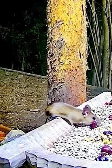 livebirdspoland_d6bf8fcdb7897203a4f1a85e3fe710c5.jpg