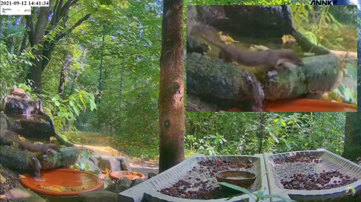 livebirdspoland_65deb75705cf548a4301d9b89b8b5636.png