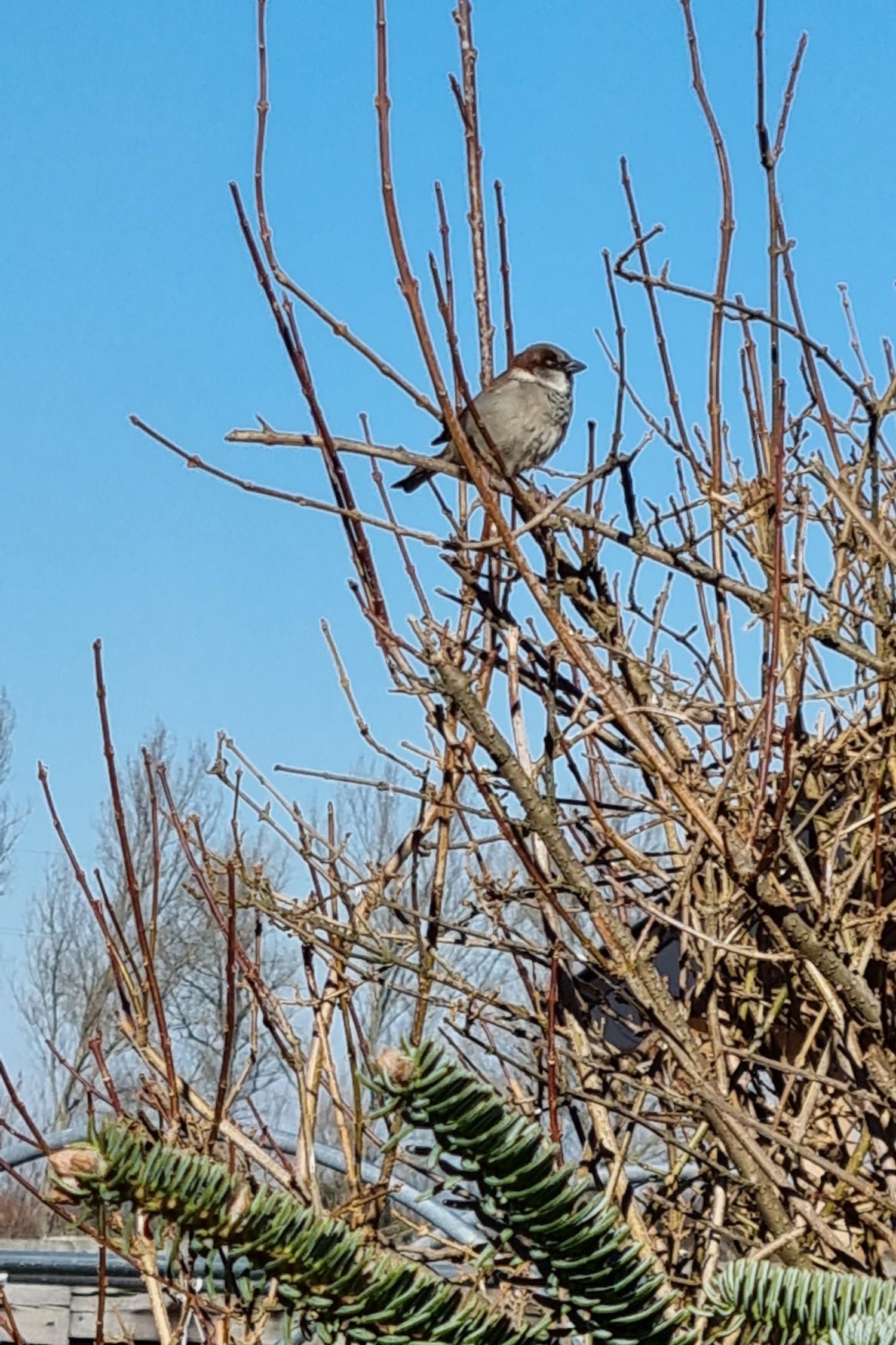 livebirdspoland_9ce580c9fb94f75785162f38e218a7c4.jpg