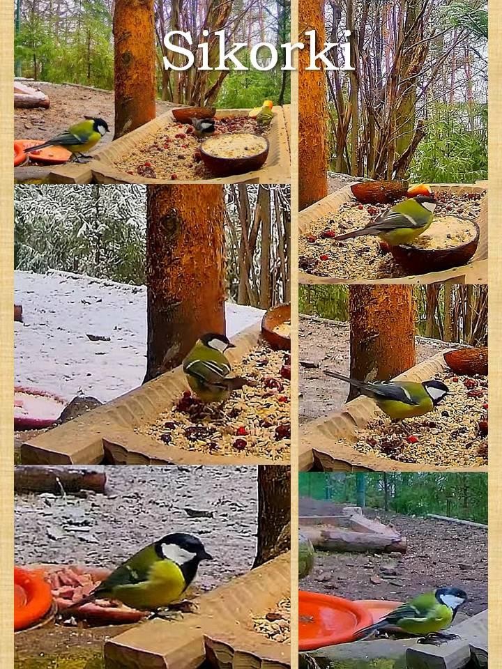 livebirdspoland_3cf3b3d484d9e3556cfff0110157ff44.jpg