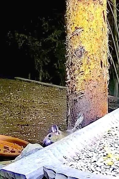 livebirdspoland_dcda607a5f5c2e7ff92b0efda9c82cca.jpg