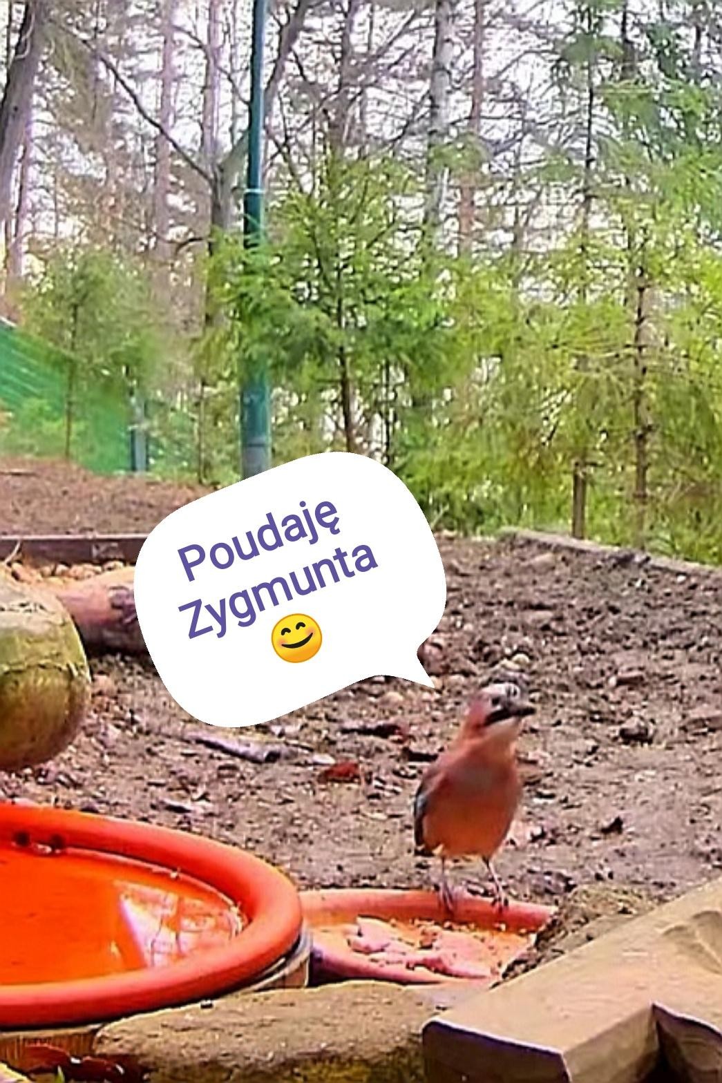 livebirdspoland_2a4b9103c55080dbe9f2925002bdf4bc.jpg
