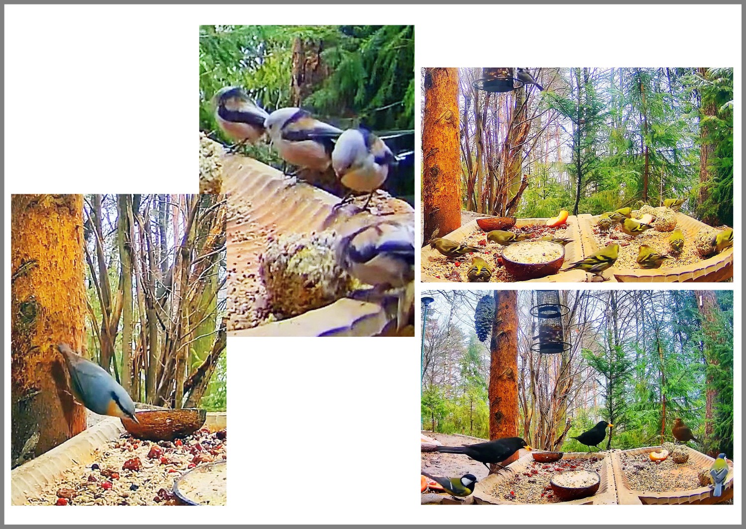 livebirdspoland_ad2d33efd1f099aa7548af079d073c8d.jpg