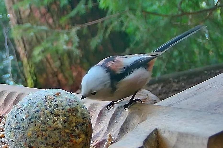 livebirdspoland_960cfc878d73f3c06999e9cee1f8062e.jpg