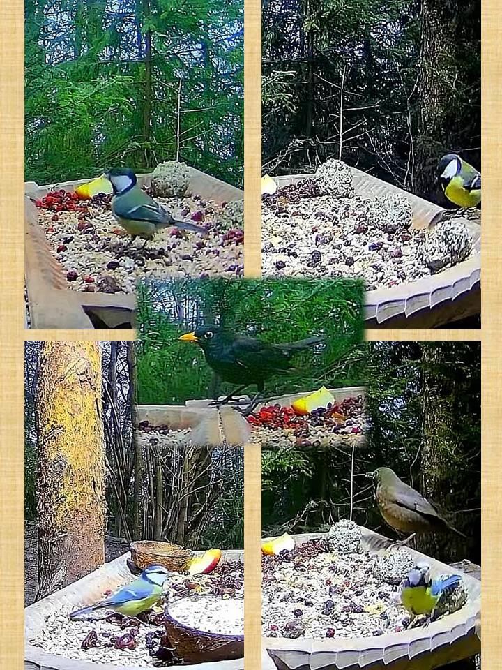 livebirdspoland_8715bca50e37c9817a46d77a7eec22da.jpg