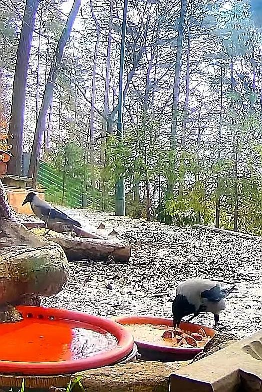 livebirdspoland_b8e173bd00fabd7834c7bb2c4527aaf0.jpg