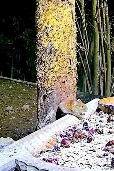livebirdspoland_30a86a0f96a17d9f3f8a49b94c5652cc.jpg