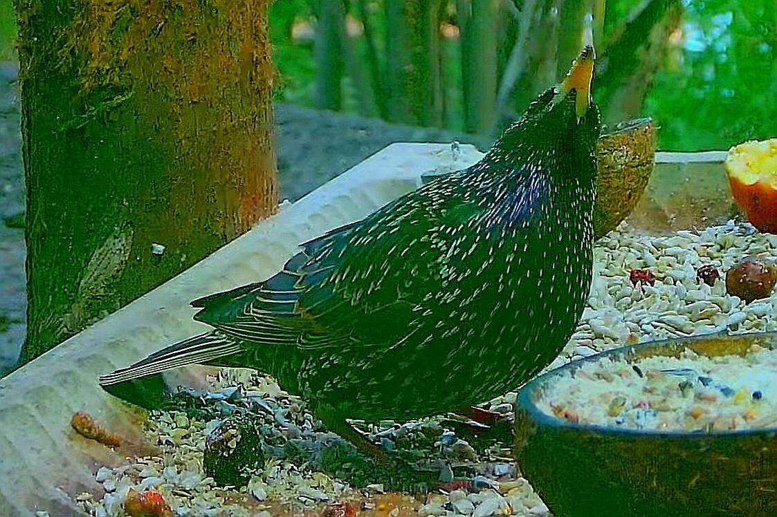livebirdspoland_8857187f6d1128ef99d436e4c5244f9f.jpg