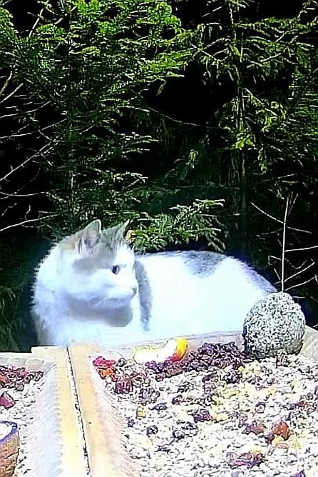 livebirdspoland_78a492c8dbc7d7dc178092881e528aa8.jpg