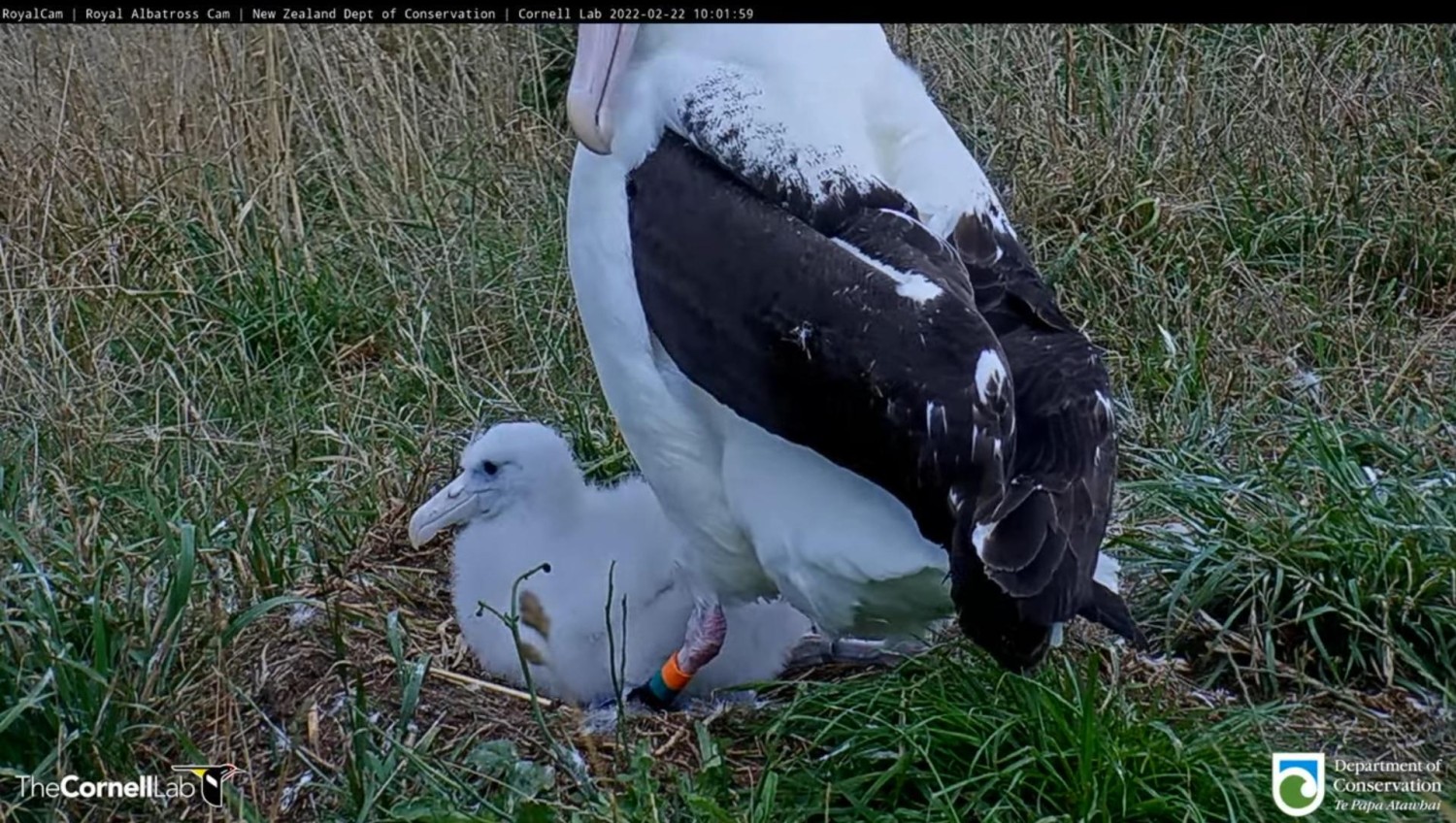 livebirdspoland_56c705369e62fde24b079d86443fe69f.jpg