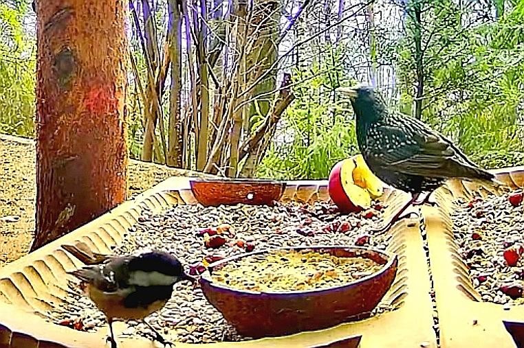 livebirdspoland_4e4f26b5e84c239661be0eb0a7272865.jpg