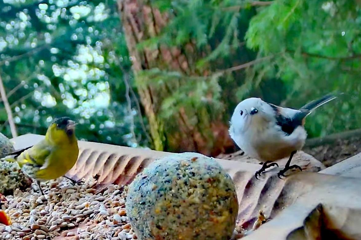 livebirdspoland_2c00cc04cf817ce86cfc6834f5492663.jpg