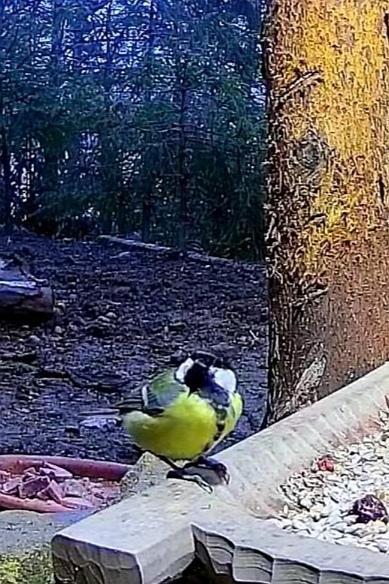 livebirdspoland_93be8cc7d4cb9546e615b5f5d8708219.jpg