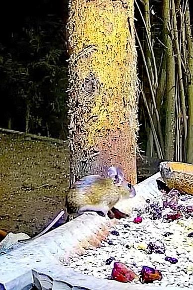livebirdspoland_91461a533bcc7e32d9dd32cd88dde45f.jpg
