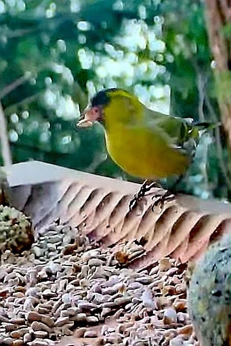 livebirdspoland_0181529b3d4ebe17036c49de7080699d.jpg