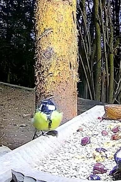 livebirdspoland_0e175a219df2fc8dd80e0ab42603e69a.jpg