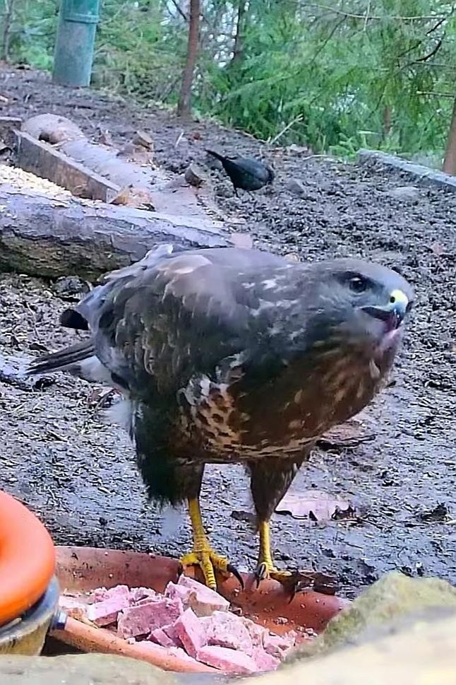 livebirdspoland_2d7560d896ebd9c3b550c68a62df4c6b.jpg