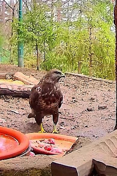 livebirdspoland_ae2465b8d6b40cbabb37d7b30638f373.jpg